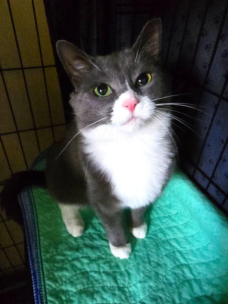 Snooki, a Adoptable mixed breed in Pawtucket, RI image 3/5