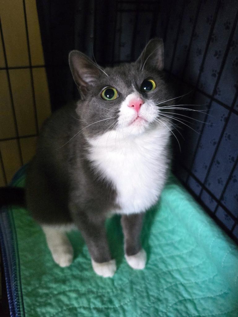 Snooki, a Adoptable mixed breed in Pawtucket, RI image 4/5