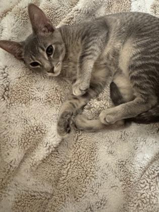 Sophie, Adoptable, Kitten Female Domestic Short Hair & Domestic Short Hair.