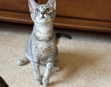 Enlarge Sophie, a Adoptable Domestic Short Hair in Santa Fe, TX image 2/6