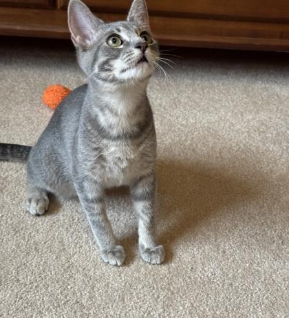 Sophie, a Adoptable Domestic Short Hair in Santa Fe, TX image 3/3