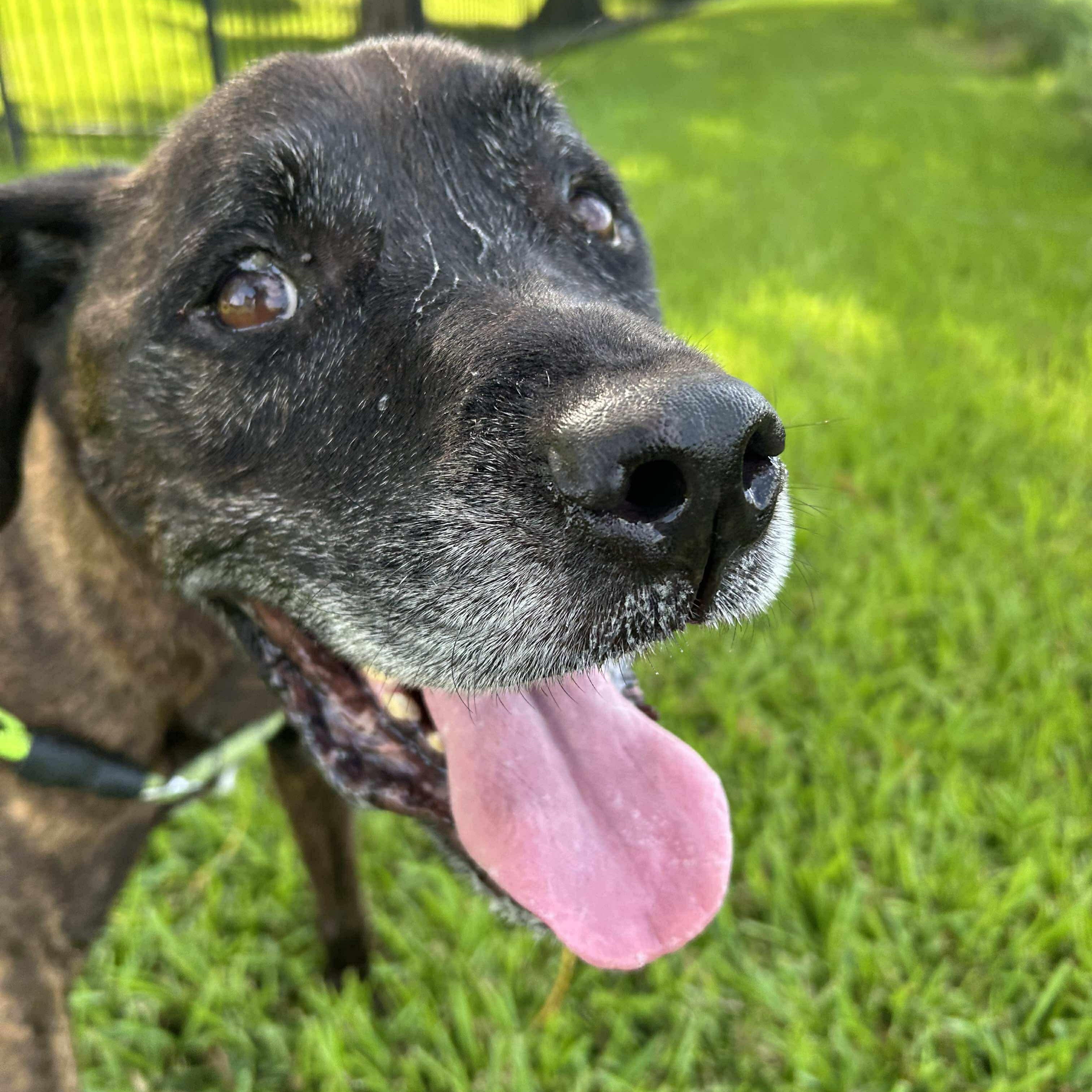 Enlarge Major, a Adoptable mixed breed in Pelham, NH image 4/5