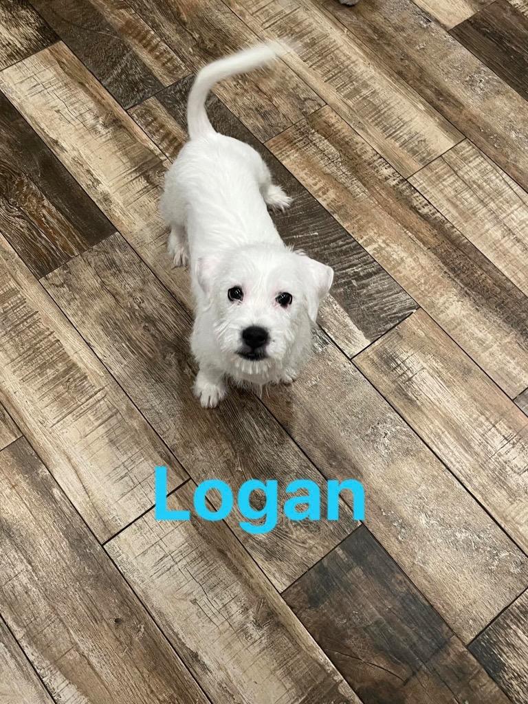 Enlarge Logan, a Adopted mixed breed image 1/1