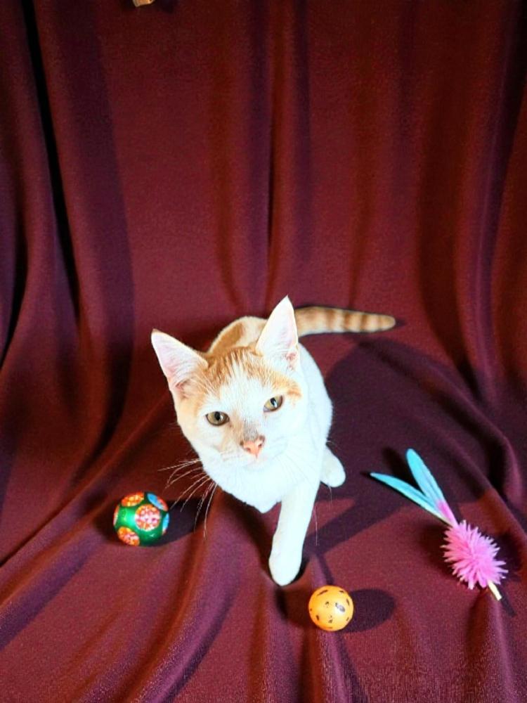 Saffron, Adoptable, Kitten Male Domestic Short Hair.