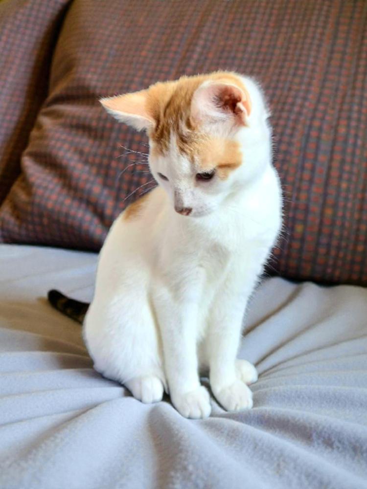 Enlarge Saffron, a Adoptable Domestic Short Hair in Wilson, NC image 2/3