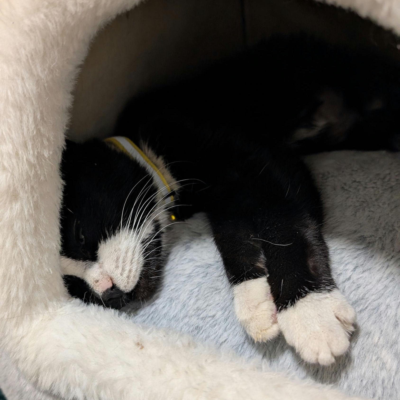 Enlarge Tiramisu, a ADOPTABLE Domestic Short Hair in New York, NY image 6/6