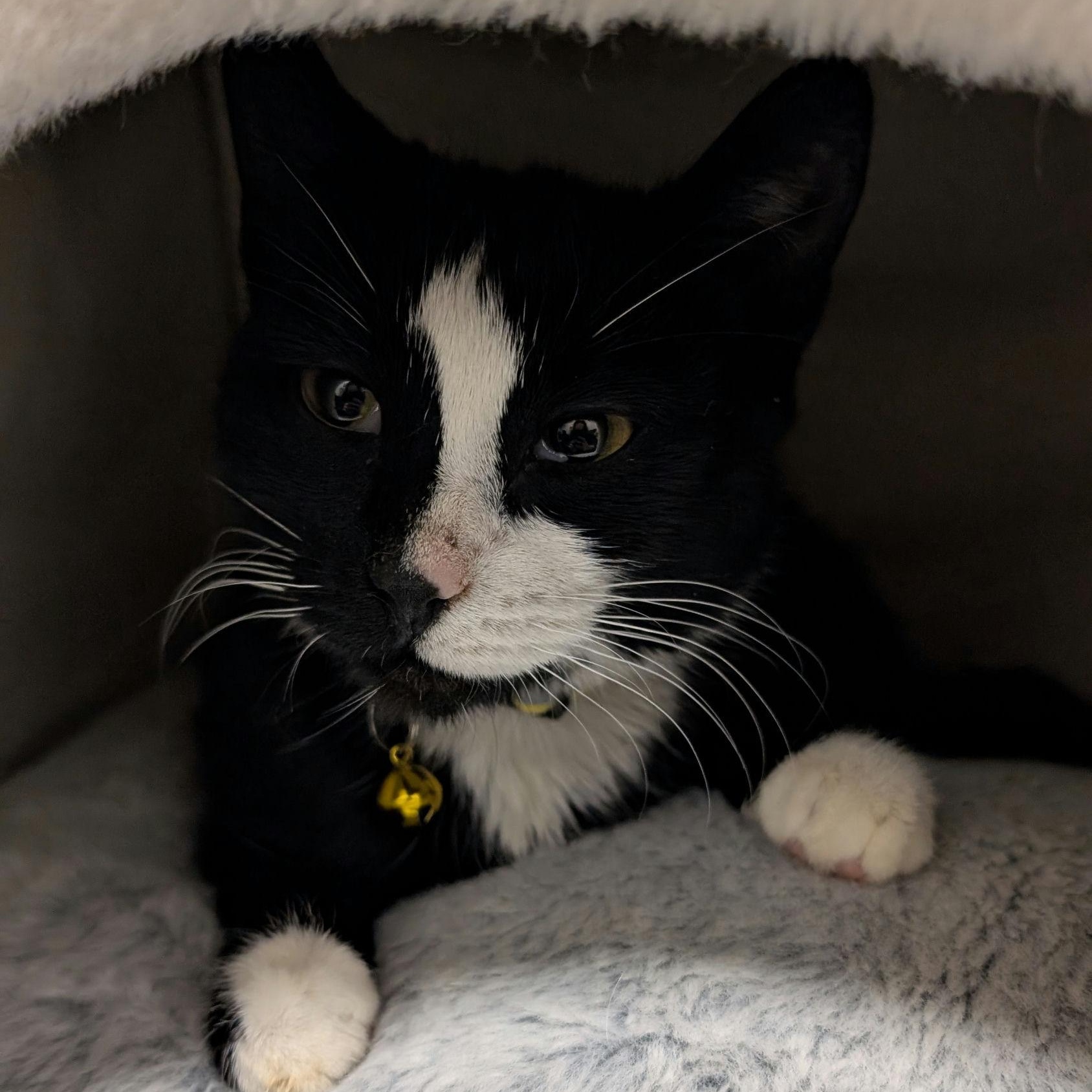 Enlarge Tiramisu, a ADOPTABLE Domestic Short Hair in New York, NY image 4/6