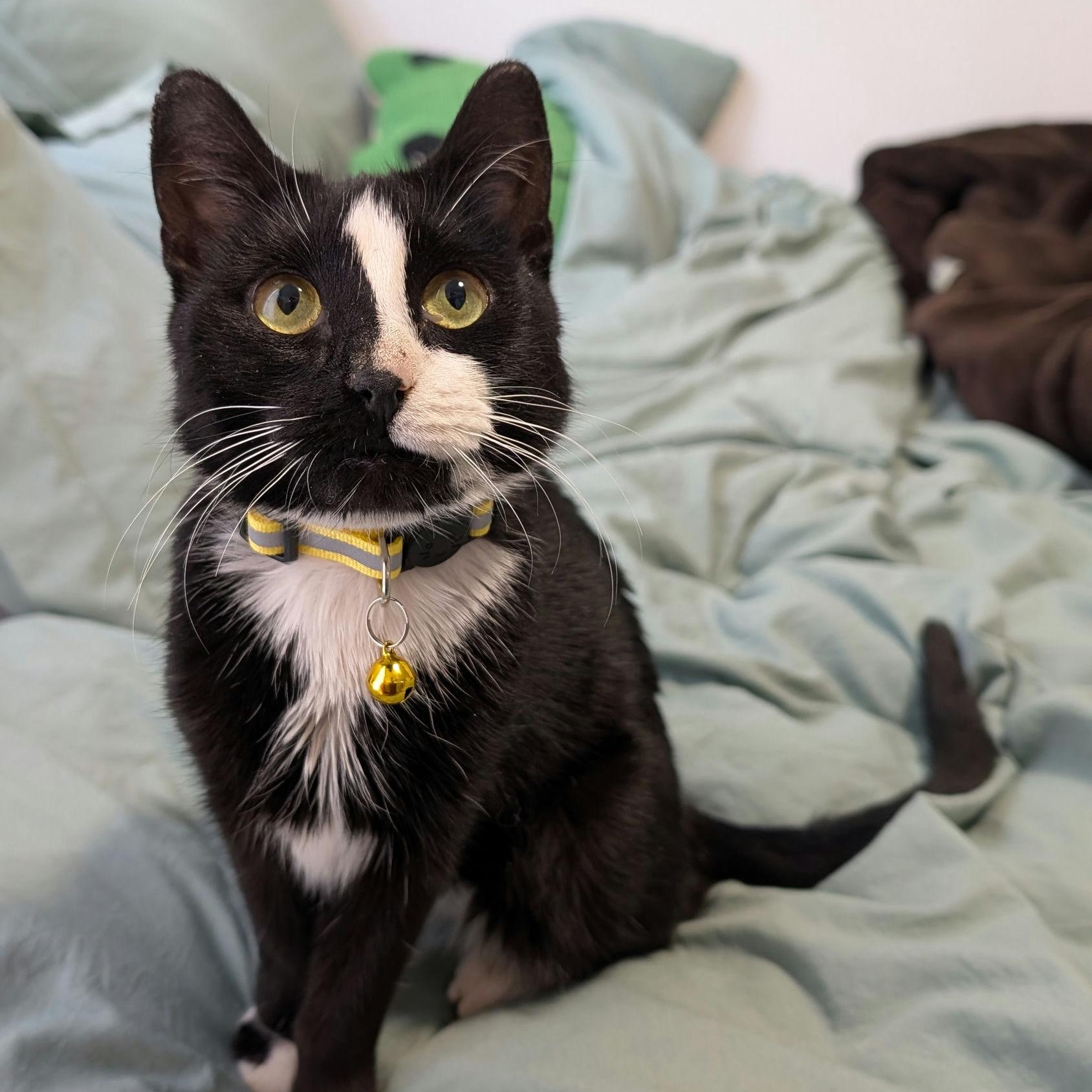 Enlarge Tiramisu, a ADOPTABLE Domestic Short Hair in New York, NY image 2/6