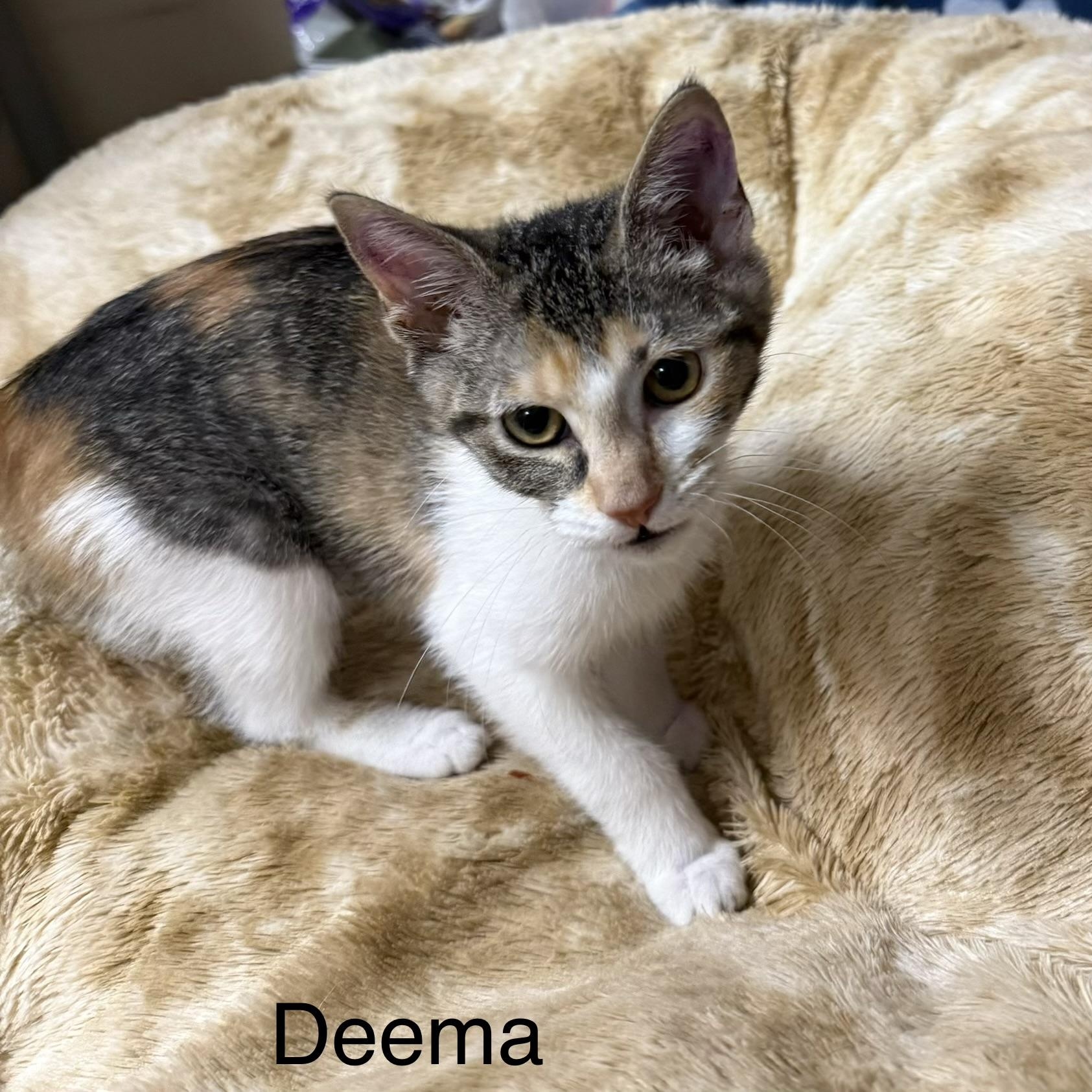 Deema, Adopted, Kitten Female Domestic Short Hair.