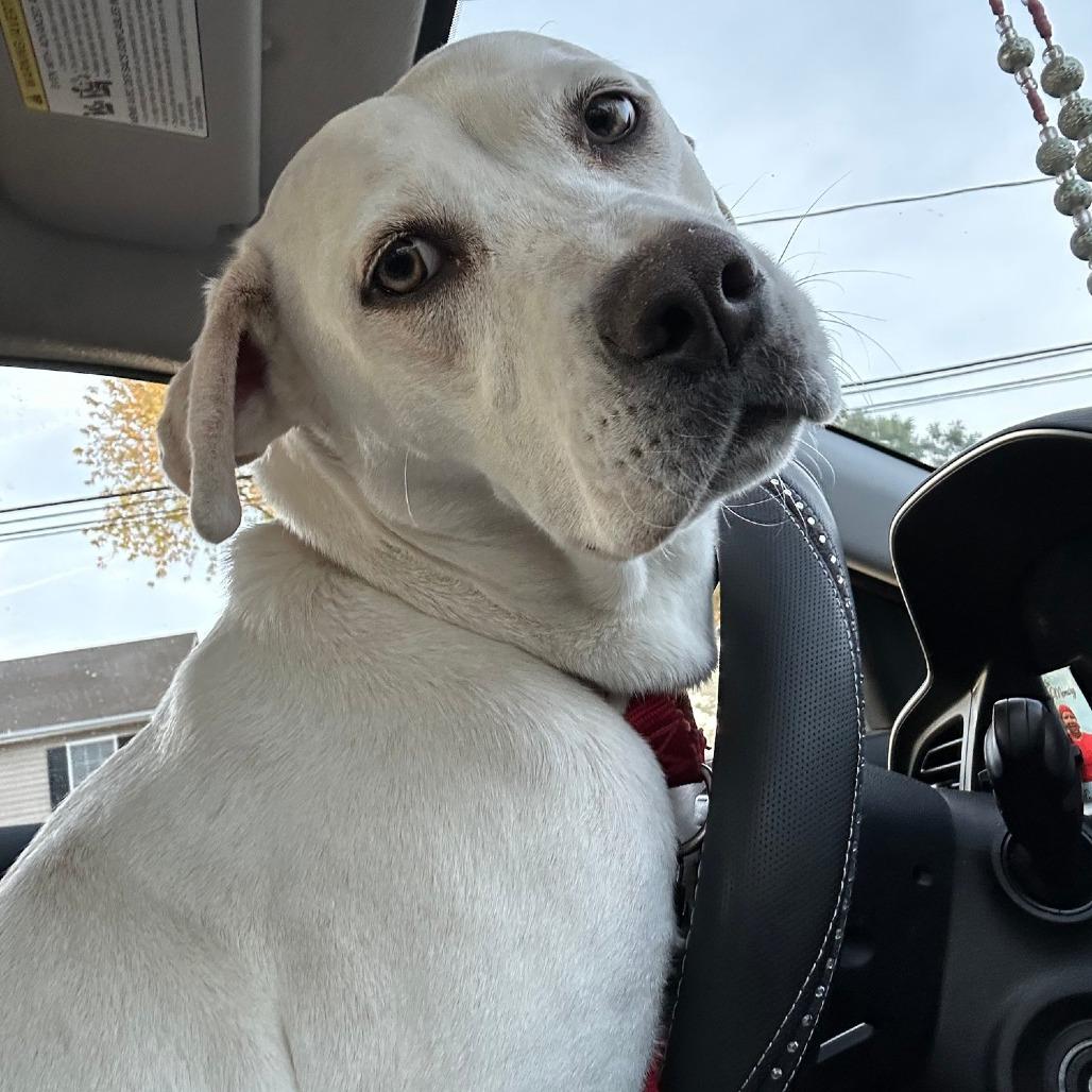 Destiny, Adoptable, Adult Female Mixed Breed.