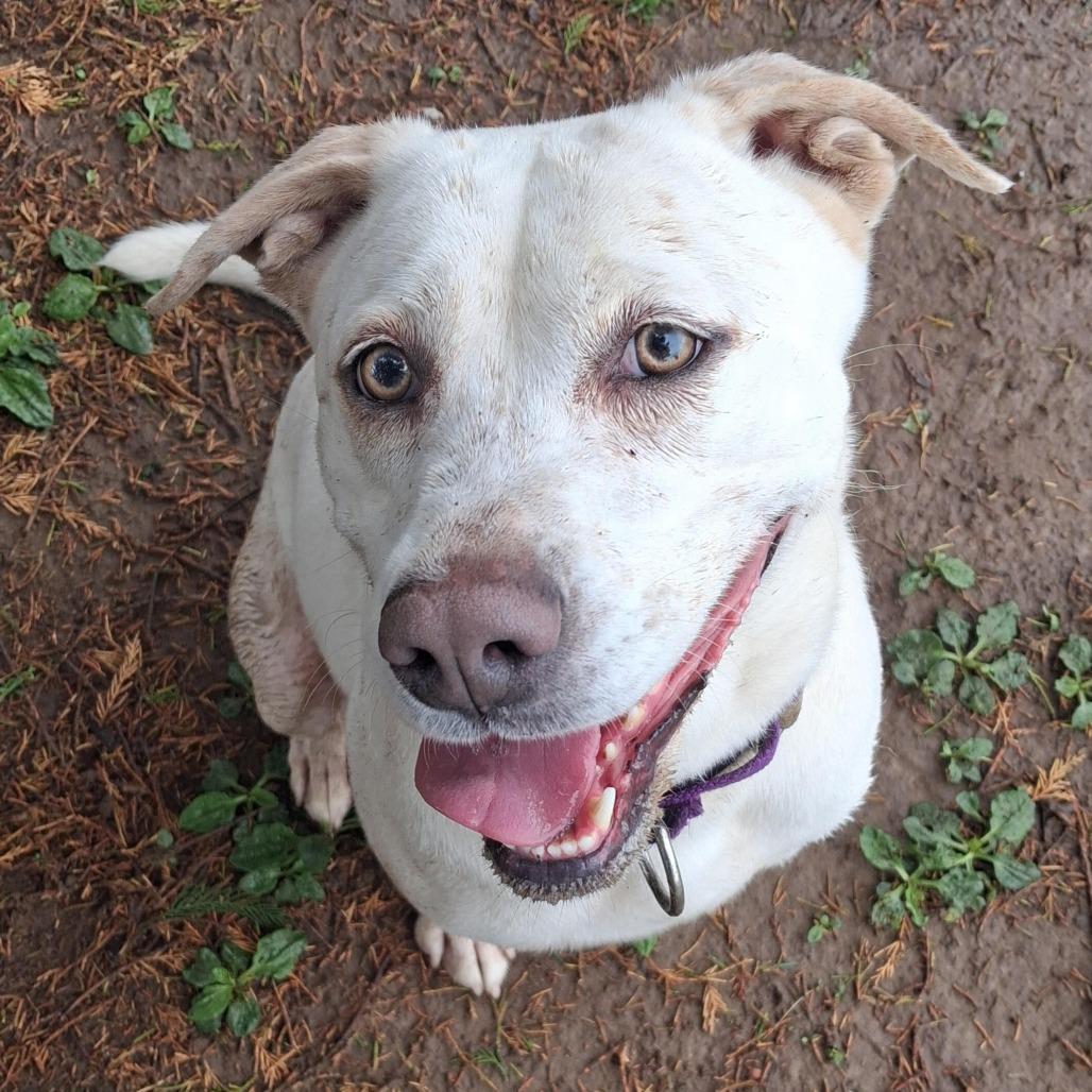 Destiny, a Adoptable Mixed Breed in Camden, DE image 2/3