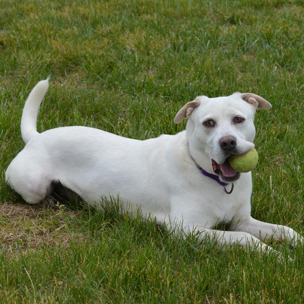 Enlarge Destiny, a Adoptable Mixed Breed in Camden, DE image 2/2