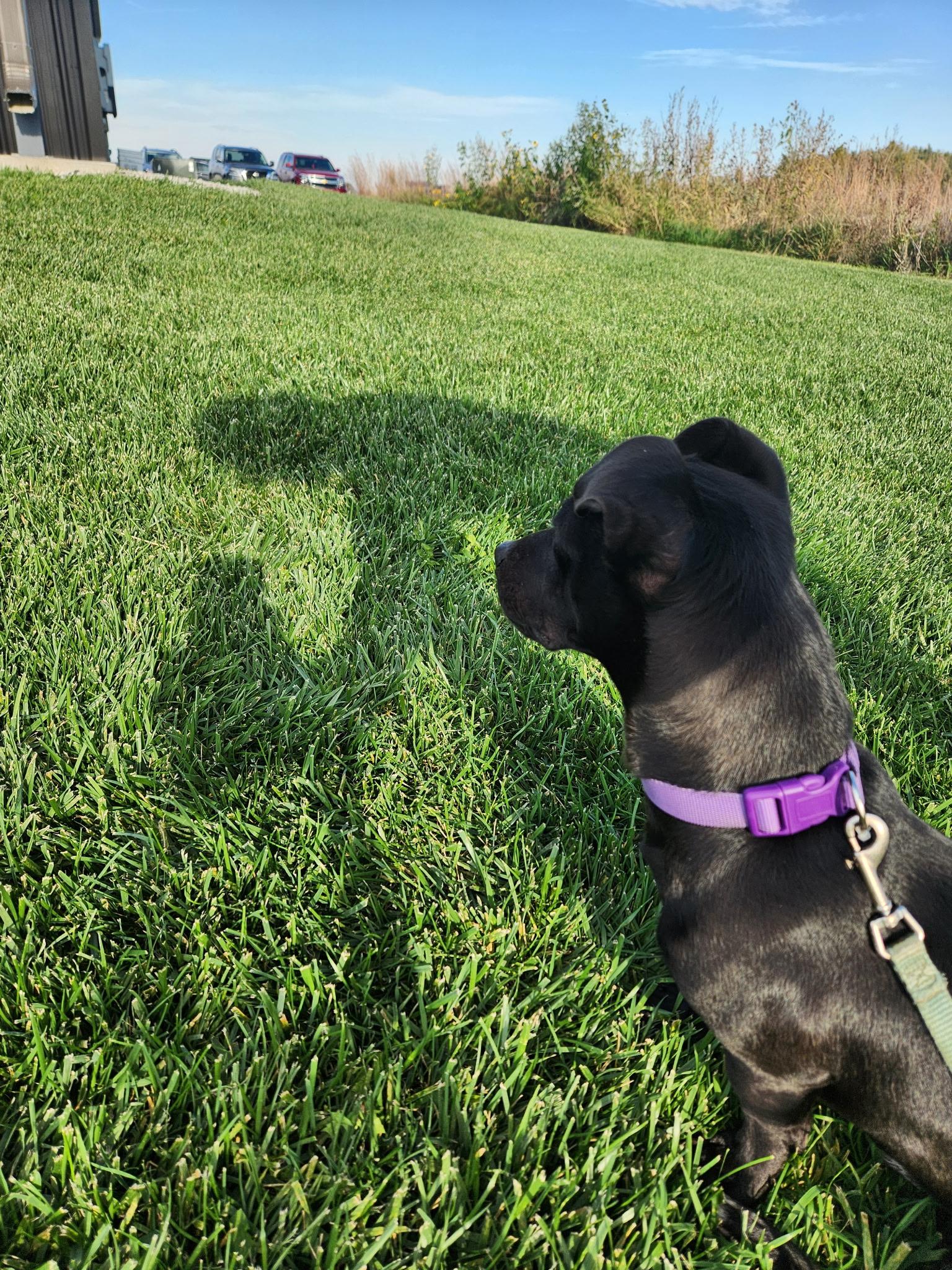 Henry, Adopted, Adult Male Dachshund & Black Labrador Retriever.