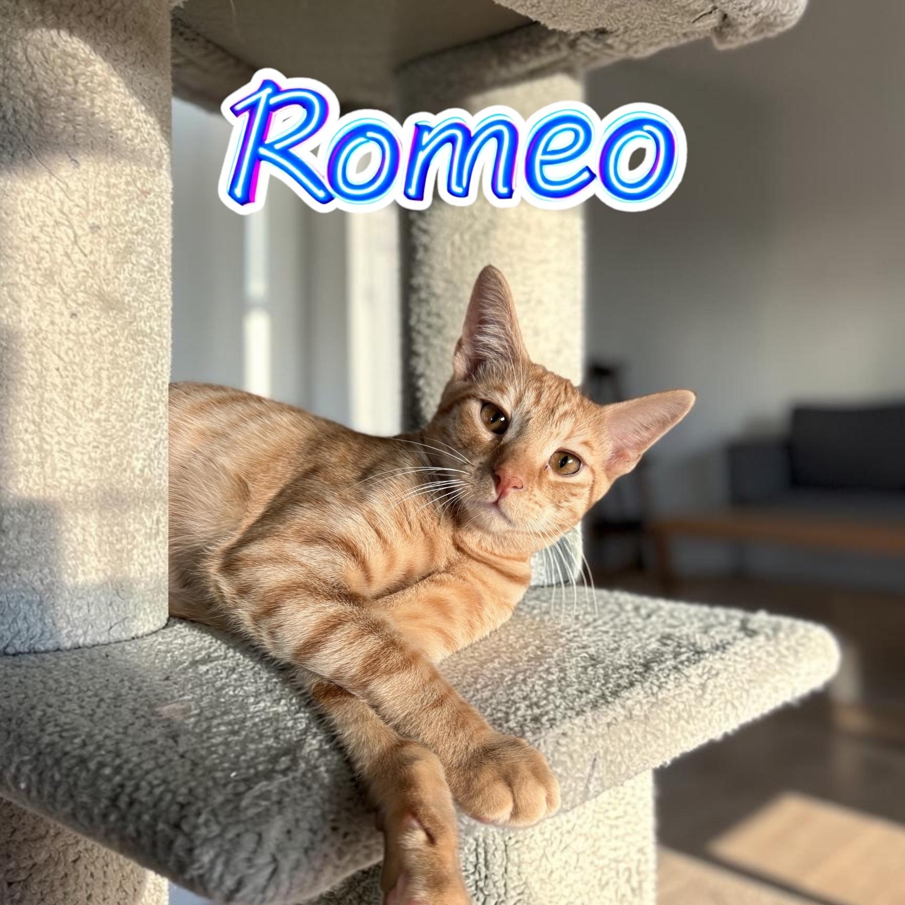 Romeo, Adoptable, Kitten Male Domestic Short Hair.
