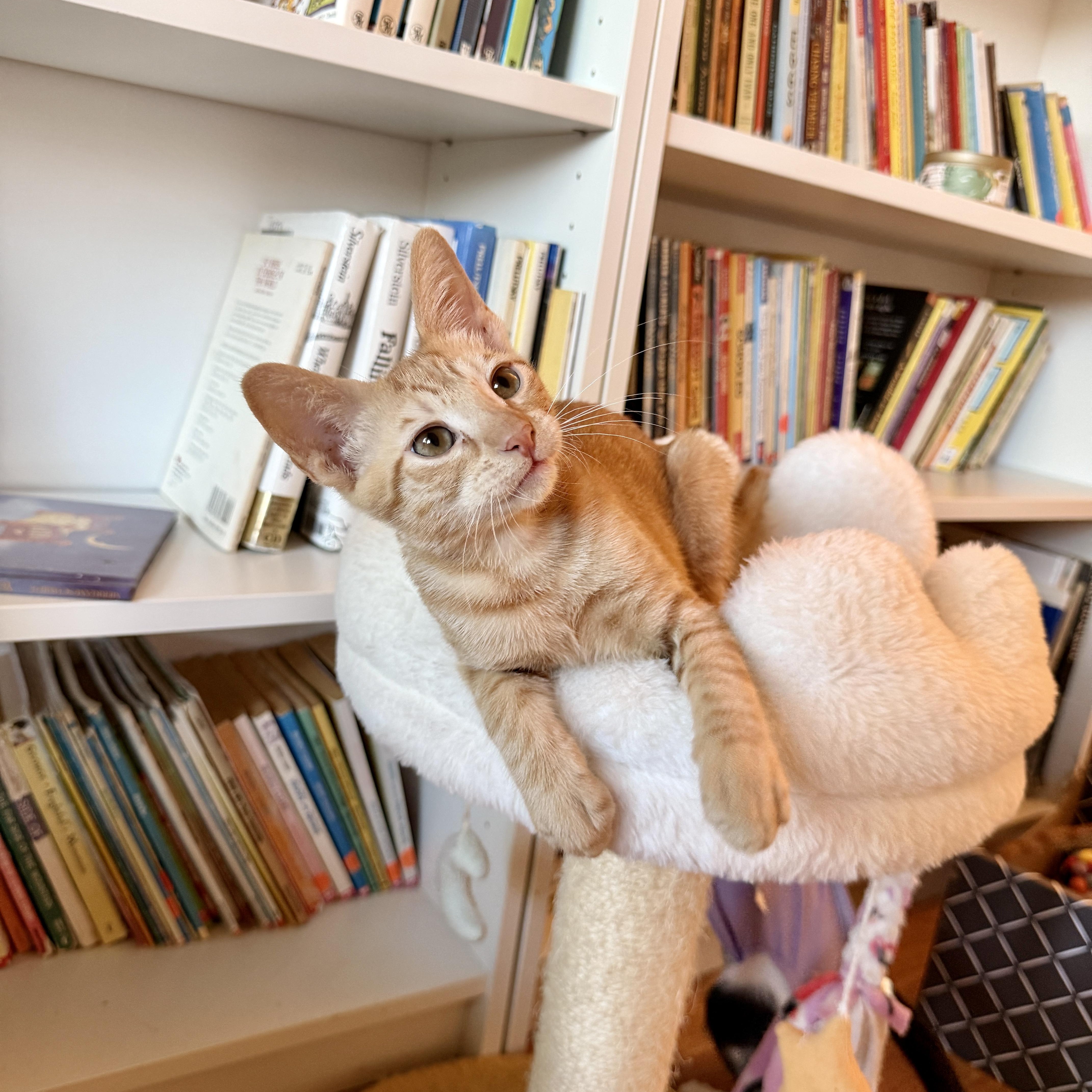 Enlarge Romeo, a ADOPTABLE Domestic Short Hair in Boca Raton, FL image 5/5