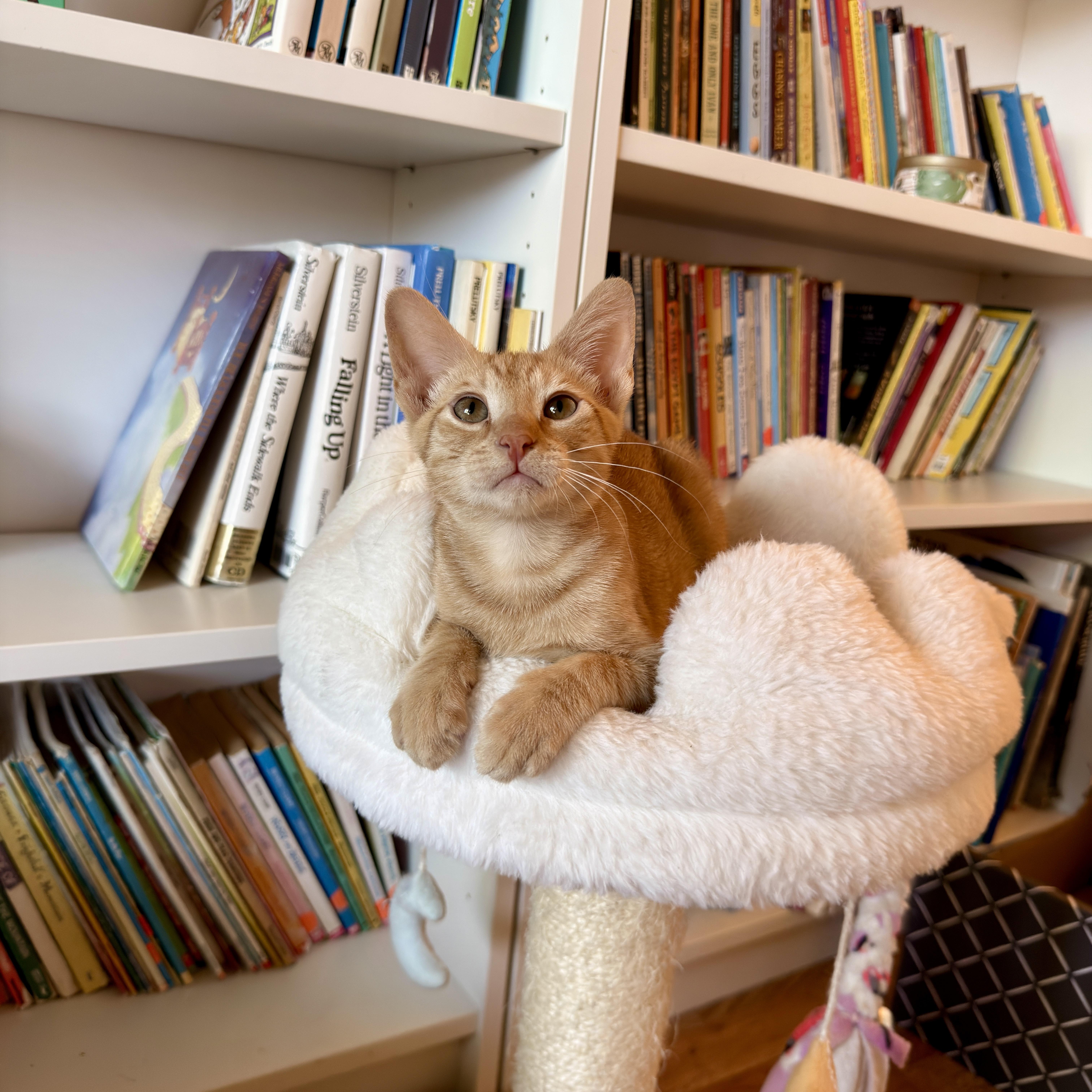 Enlarge Romeo, a ADOPTABLE Domestic Short Hair in Boca Raton, FL image 3/5