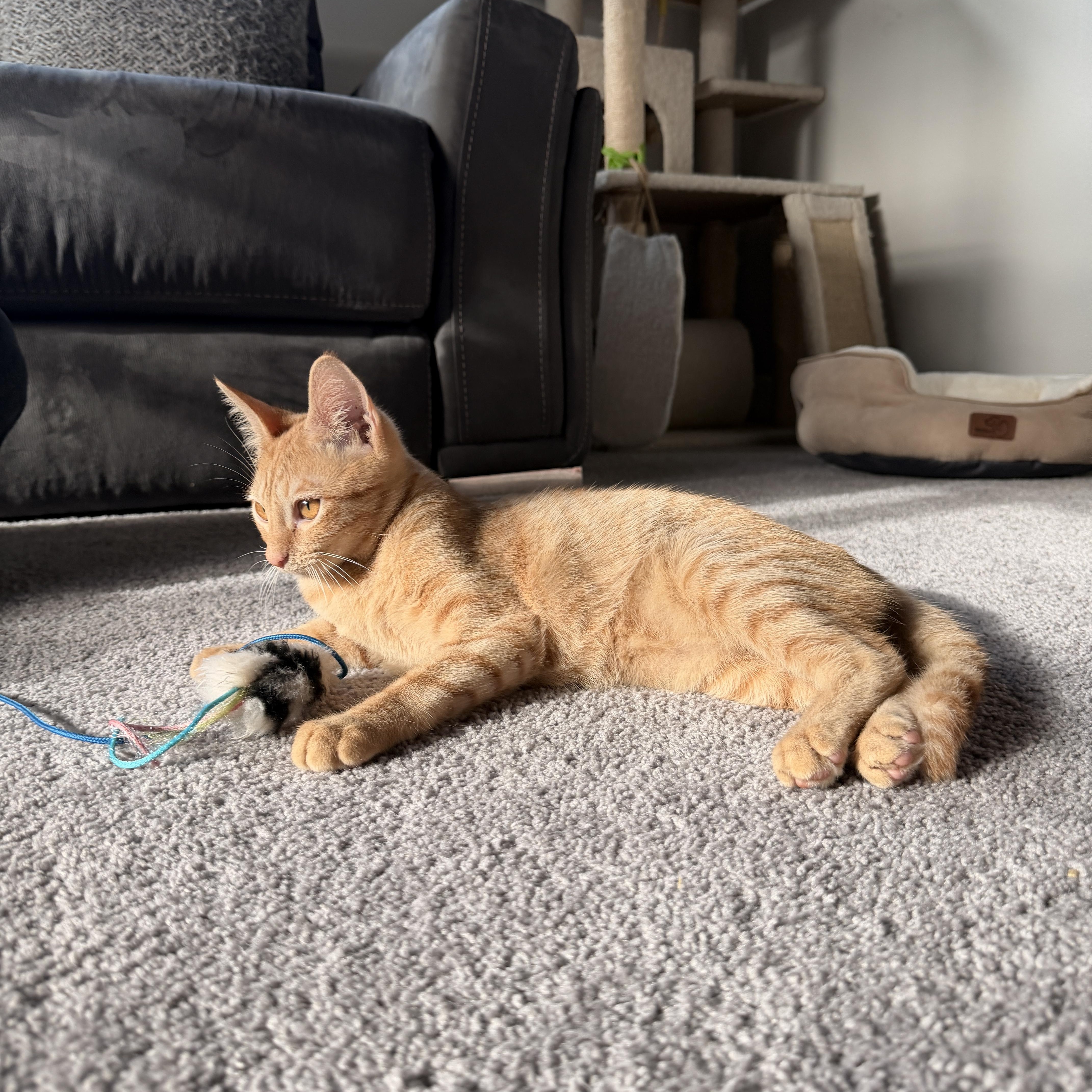 Enlarge Romeo, a Adoptable Domestic Short Hair in Boca Raton, FL image 3/6