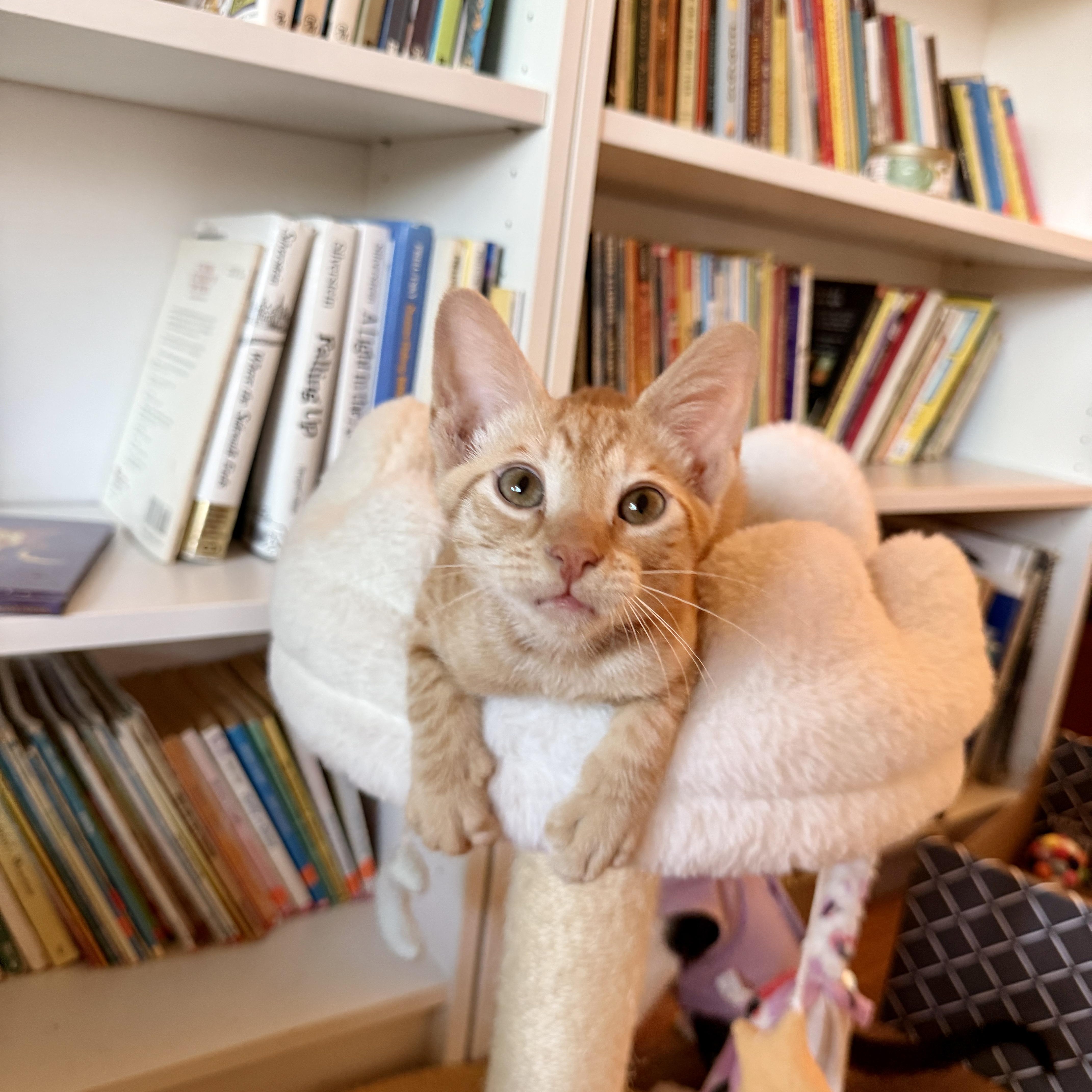 Enlarge Romeo, a ADOPTABLE Domestic Short Hair in Boca Raton, FL image 2/5