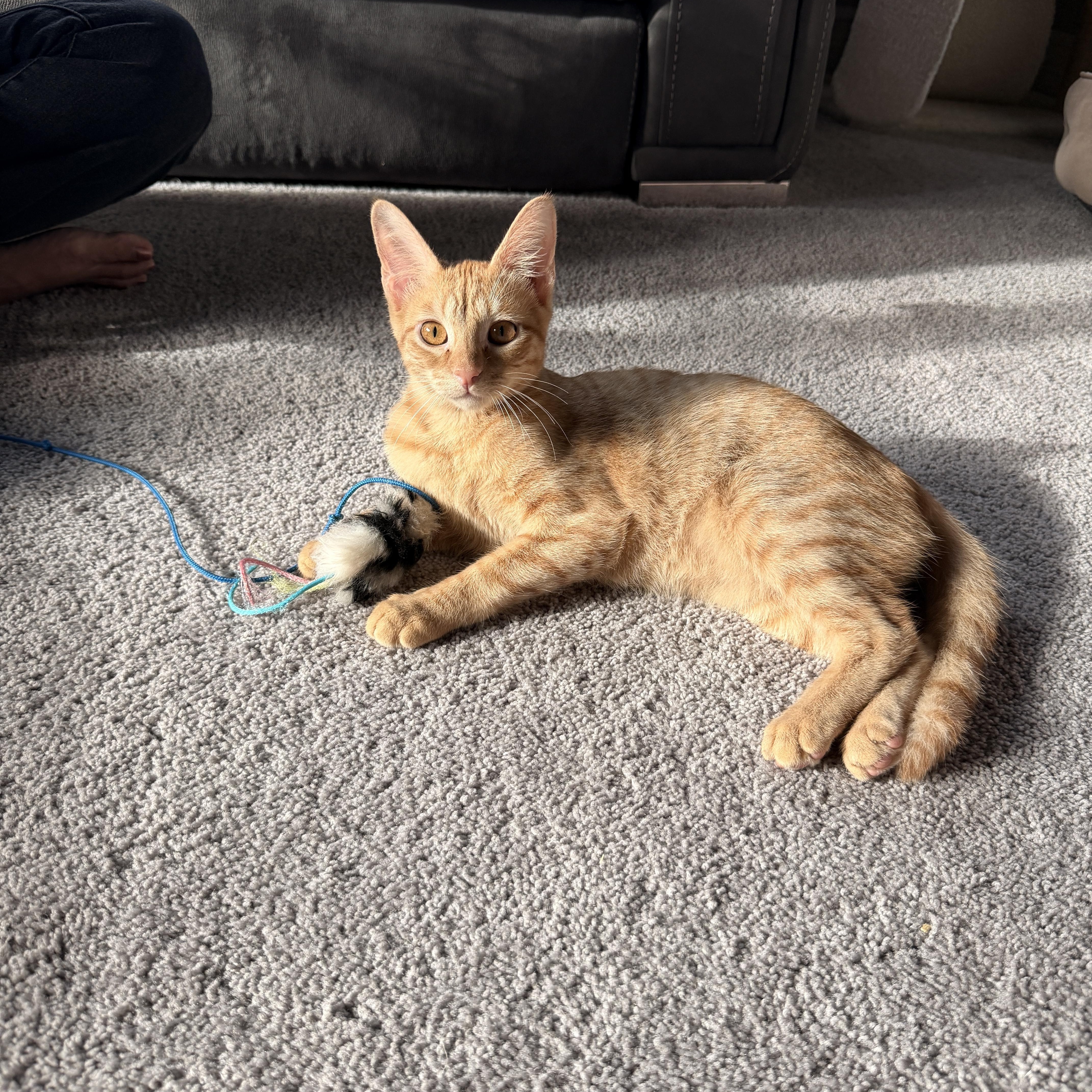 Enlarge Romeo, a Adoptable Domestic Short Hair in Boca Raton, FL image 4/6