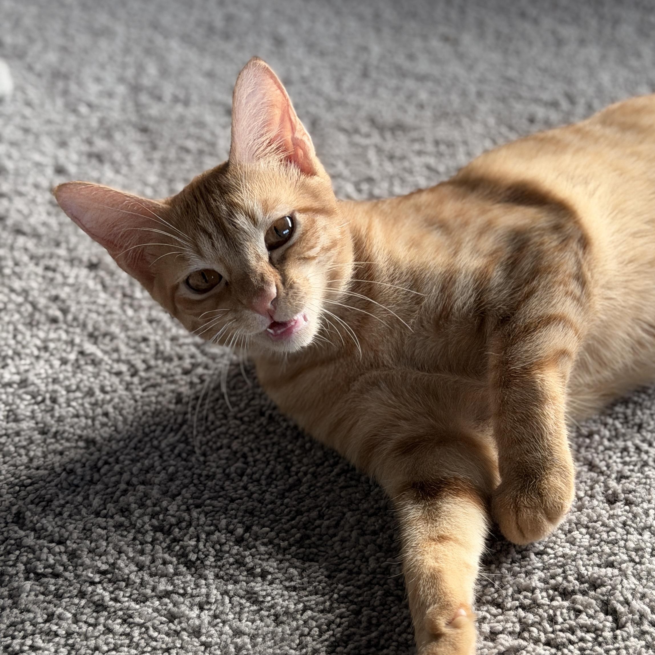Enlarge Romeo, a Adoptable Domestic Short Hair in Boca Raton, FL image 2/6