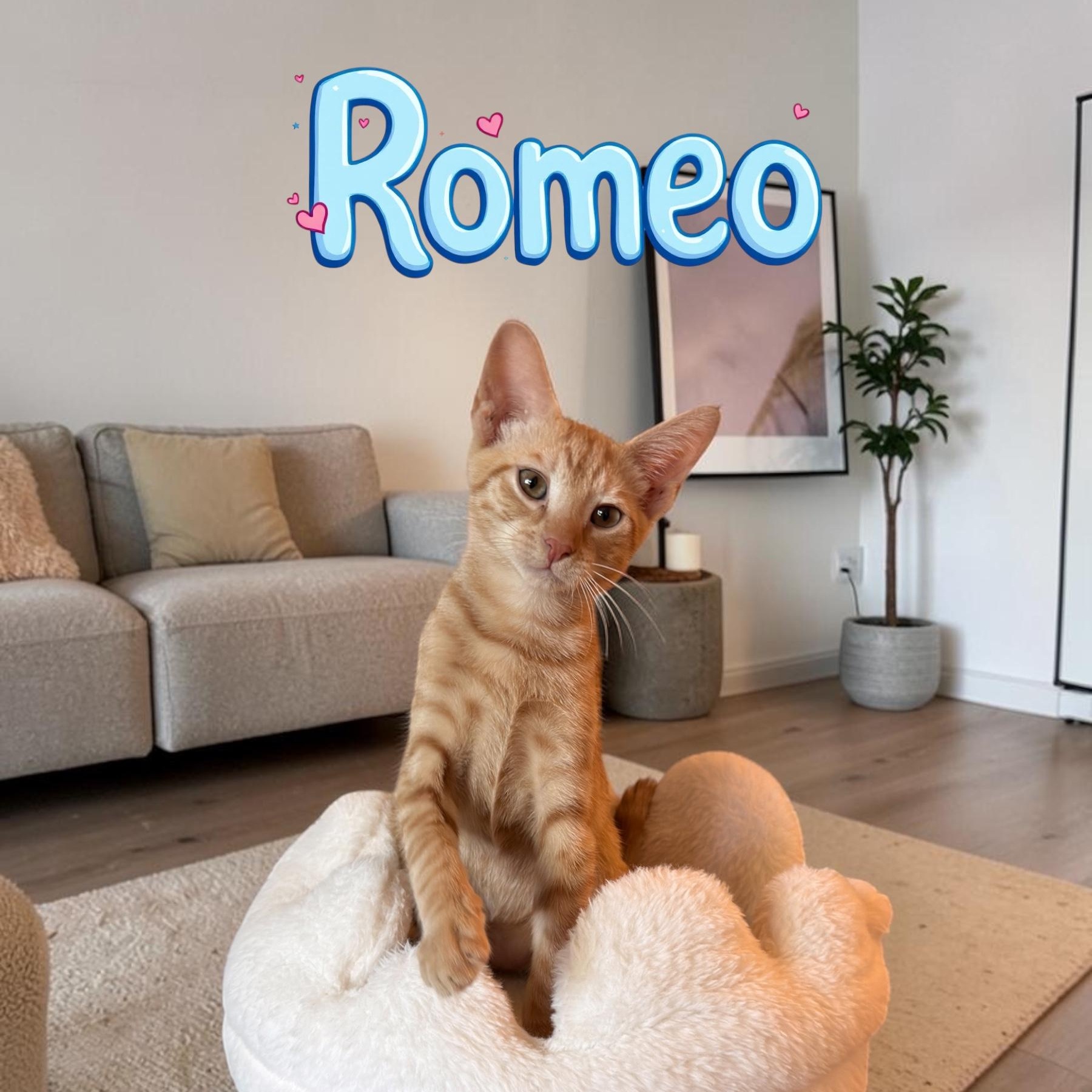 Romeo, ADOPTABLE, Kitten Male Domestic Short Hair.