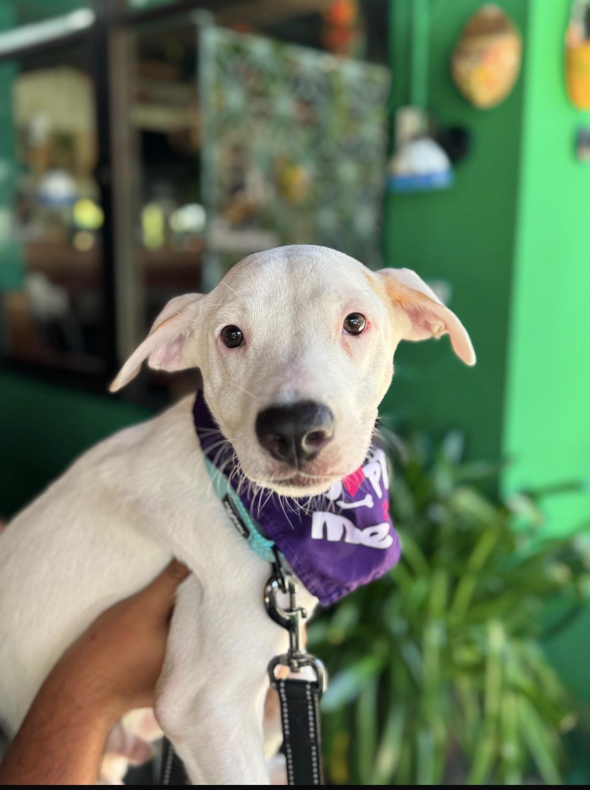 Enlarge Henry, a ADOPTABLE mixed breed in Loiza, PR image 1/1