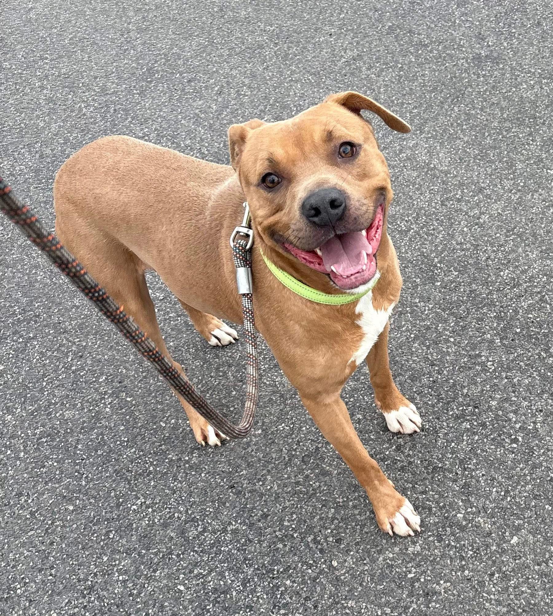 Enlarge Biscuit, an adoptable mixed breed in Syracuse, NY image 2/2