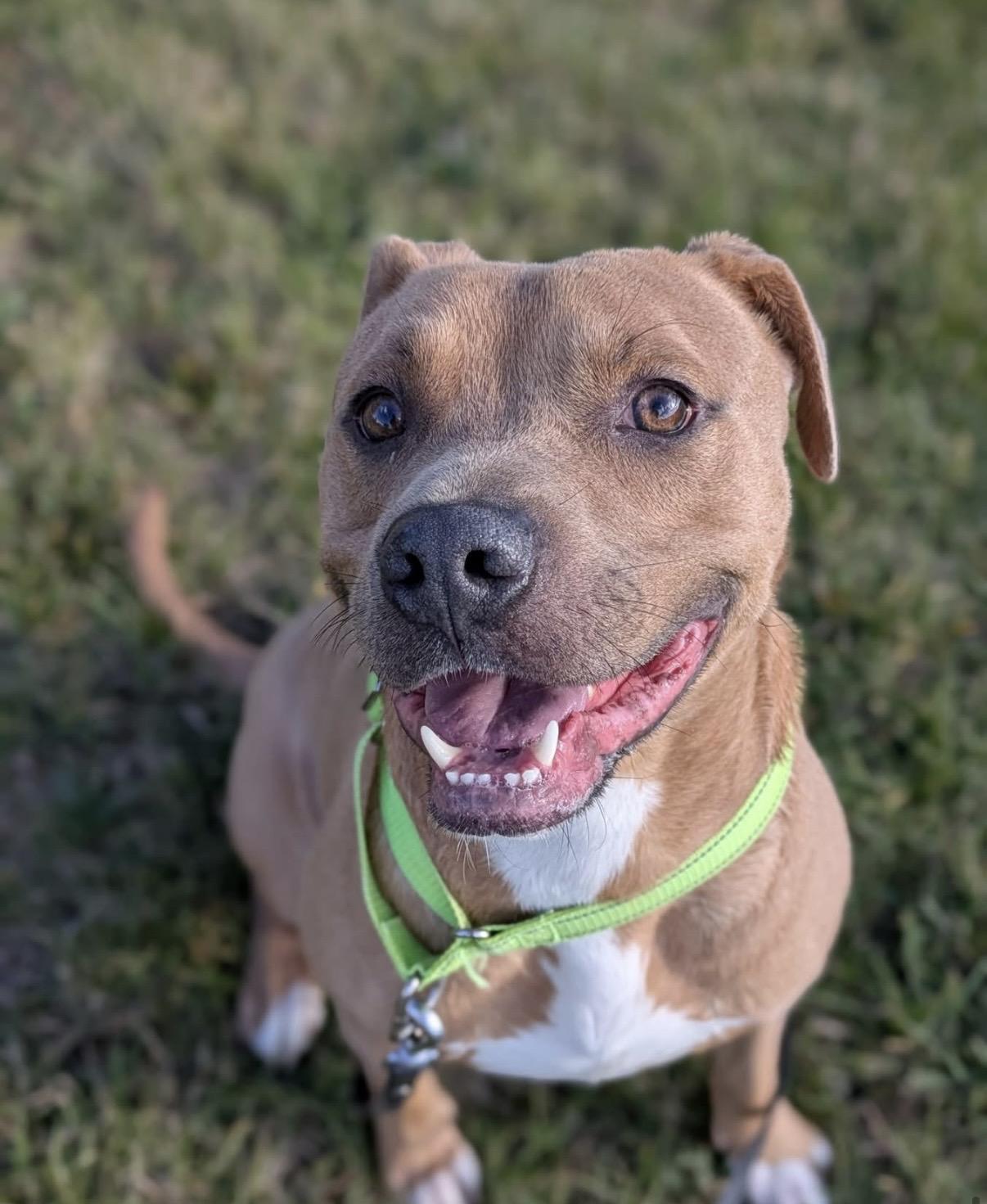 Biscuit, adoptable, Adult Male Terrier.