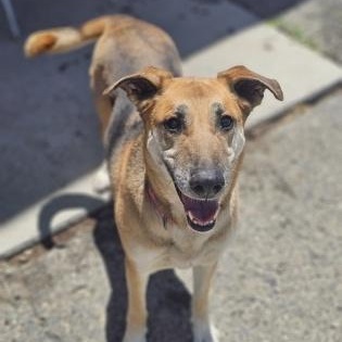 Izzy, ADOPTABLE, Senior Female German Shepherd Dog.