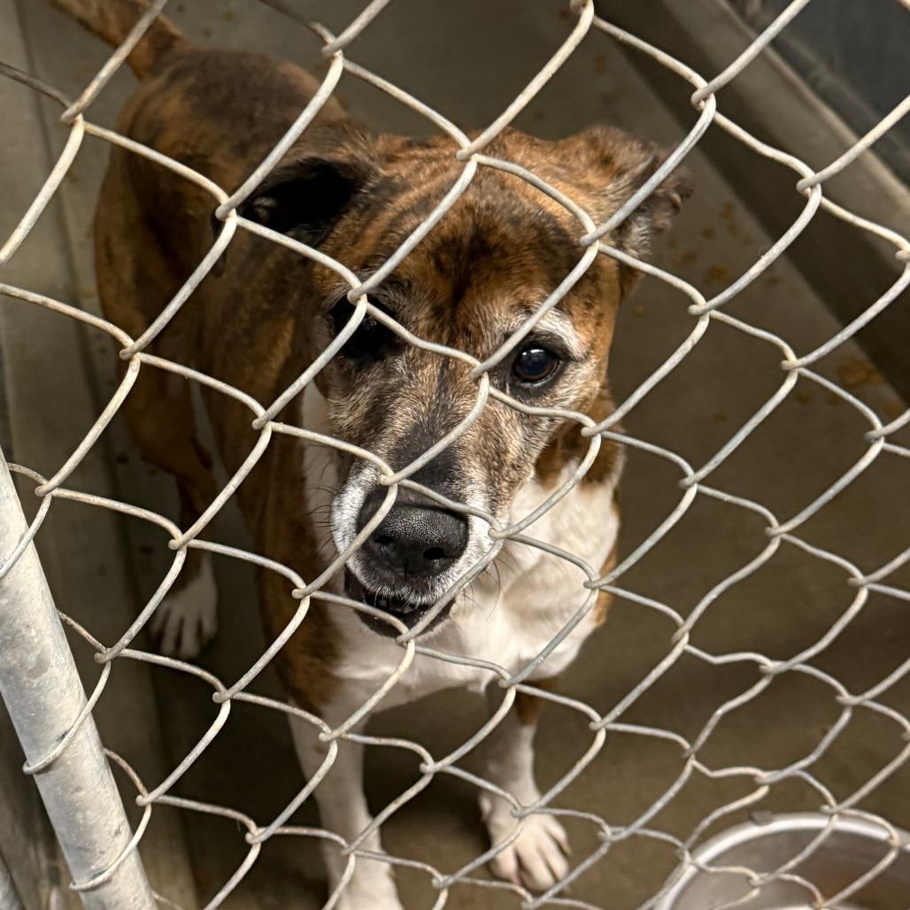 Butters, Adoptable, Senior Female American Staffordshire Terrier.