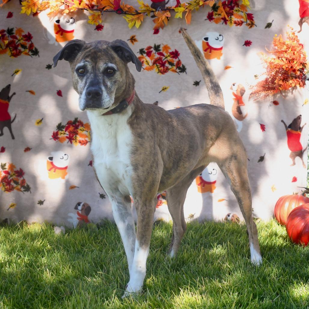 Enlarge Butters, a Adoptable American Staffordshire Terrier in Carlin, NV image 2/3