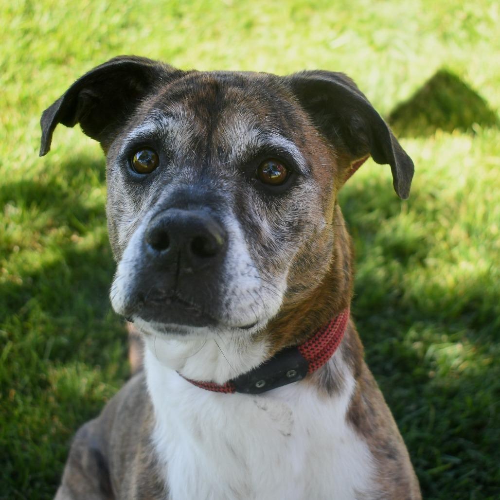 Enlarge Butters, a Adoptable American Staffordshire Terrier in Carlin, NV image 3/3