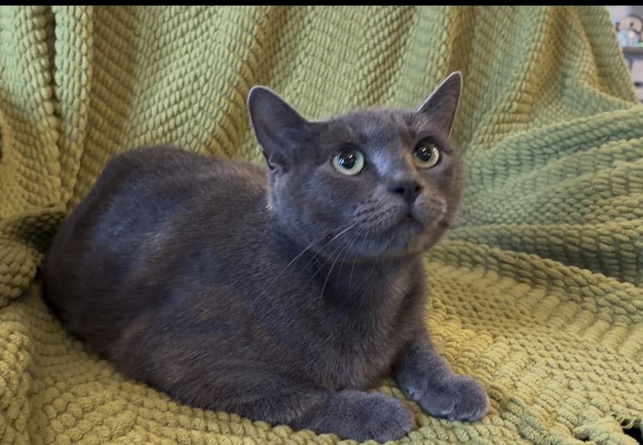 Willow, ADOPTABLE, Adult Female Domestic Short Hair.