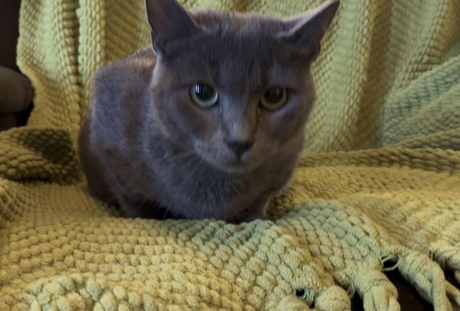 Enlarge Willow, a ADOPTABLE Domestic Short Hair in Atoka, TN image 6/6
