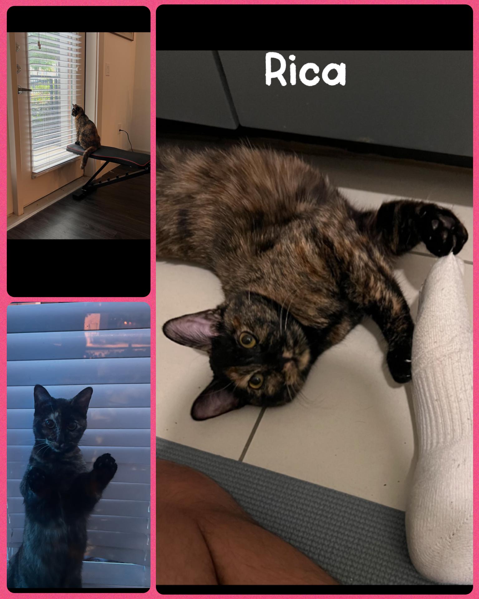 Rica, ADOPTABLE, Adult Female Domestic Short Hair.