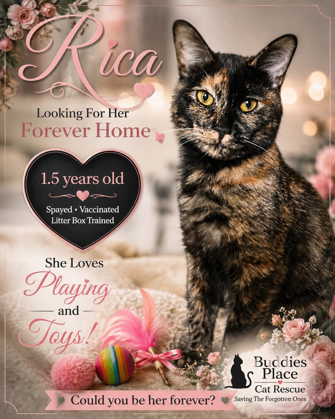 Rica, ADOPTABLE, Adult Female Domestic Short Hair.