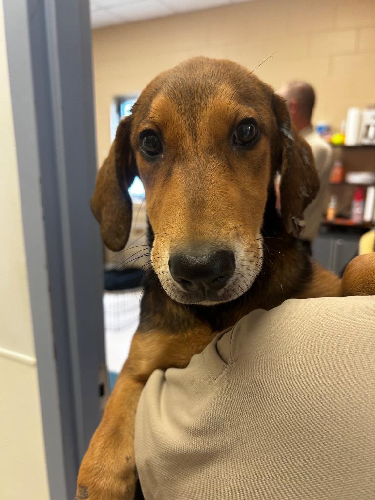 Enlarge Myra, a Adopted mixed breed in Belton, TX image 1/1