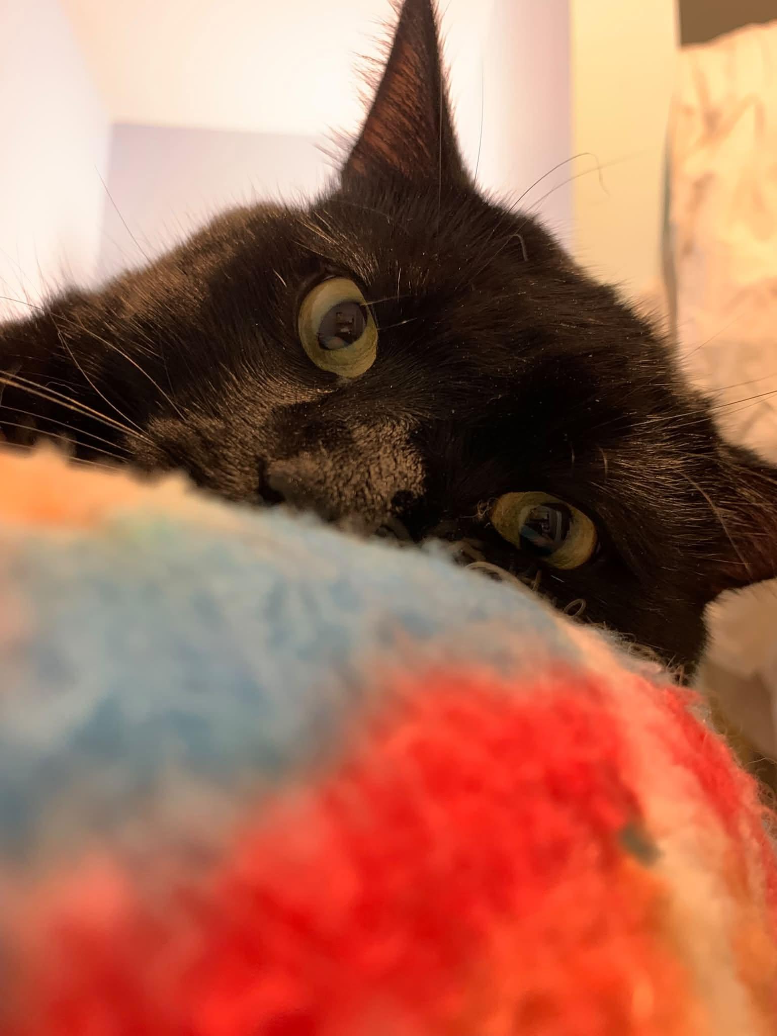 Treasure, a ADOPTABLE Domestic Short Hair in Johnson City, TN image 3/4