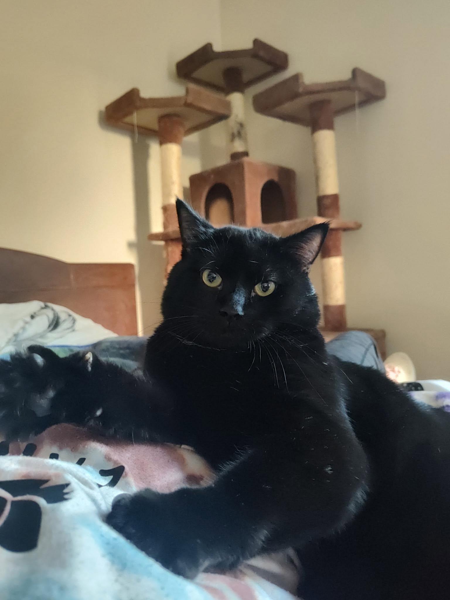 Treasure, a ADOPTABLE Domestic Short Hair in Johnson City, TN image 2/4