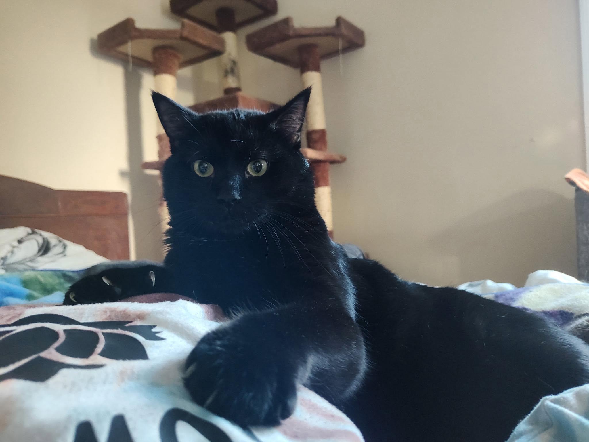 Treasure, a ADOPTABLE Domestic Short Hair in Johnson City, TN image 4/4