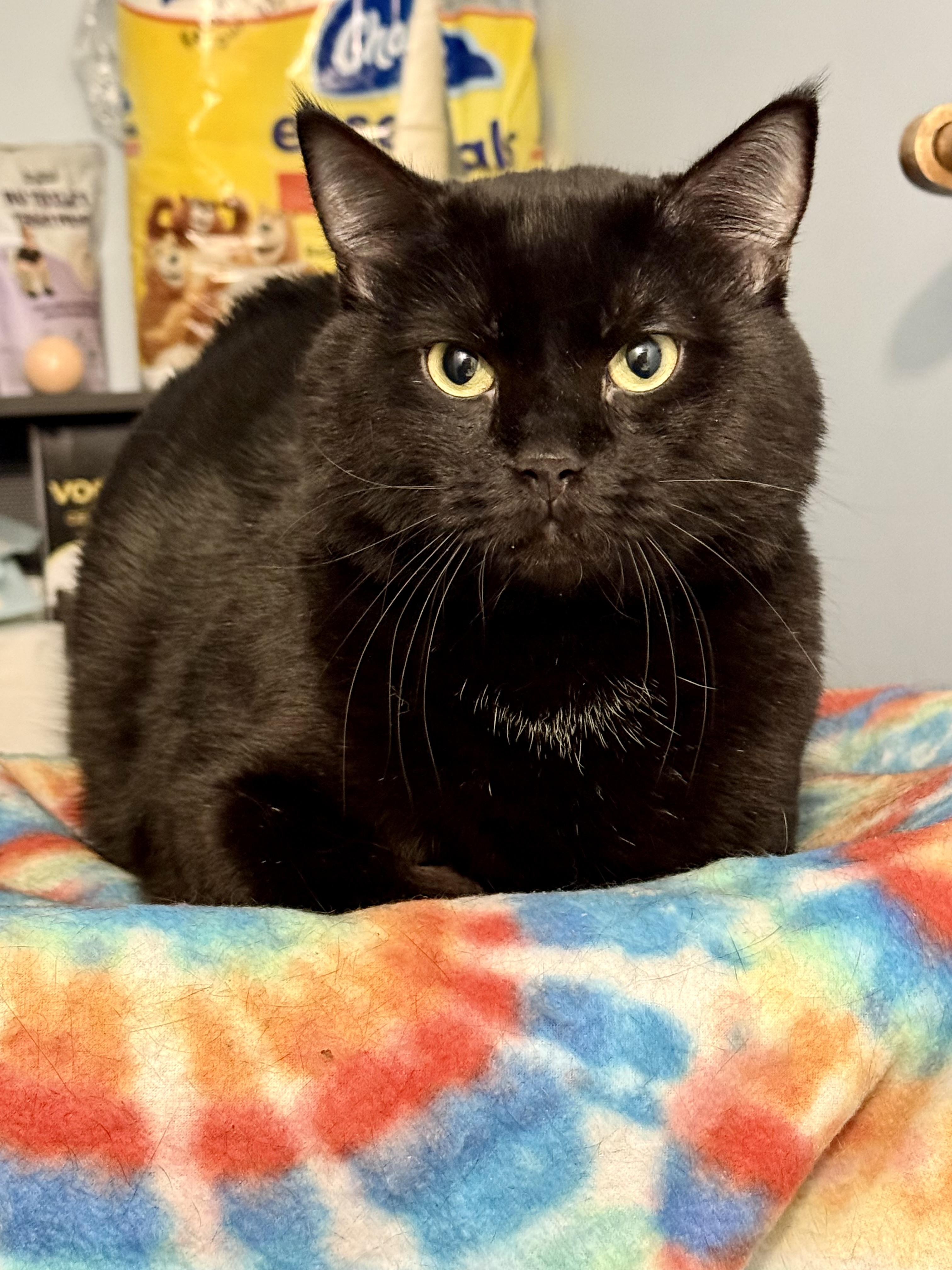 Treasure, ADOPTABLE, Adult Male Domestic Short Hair.