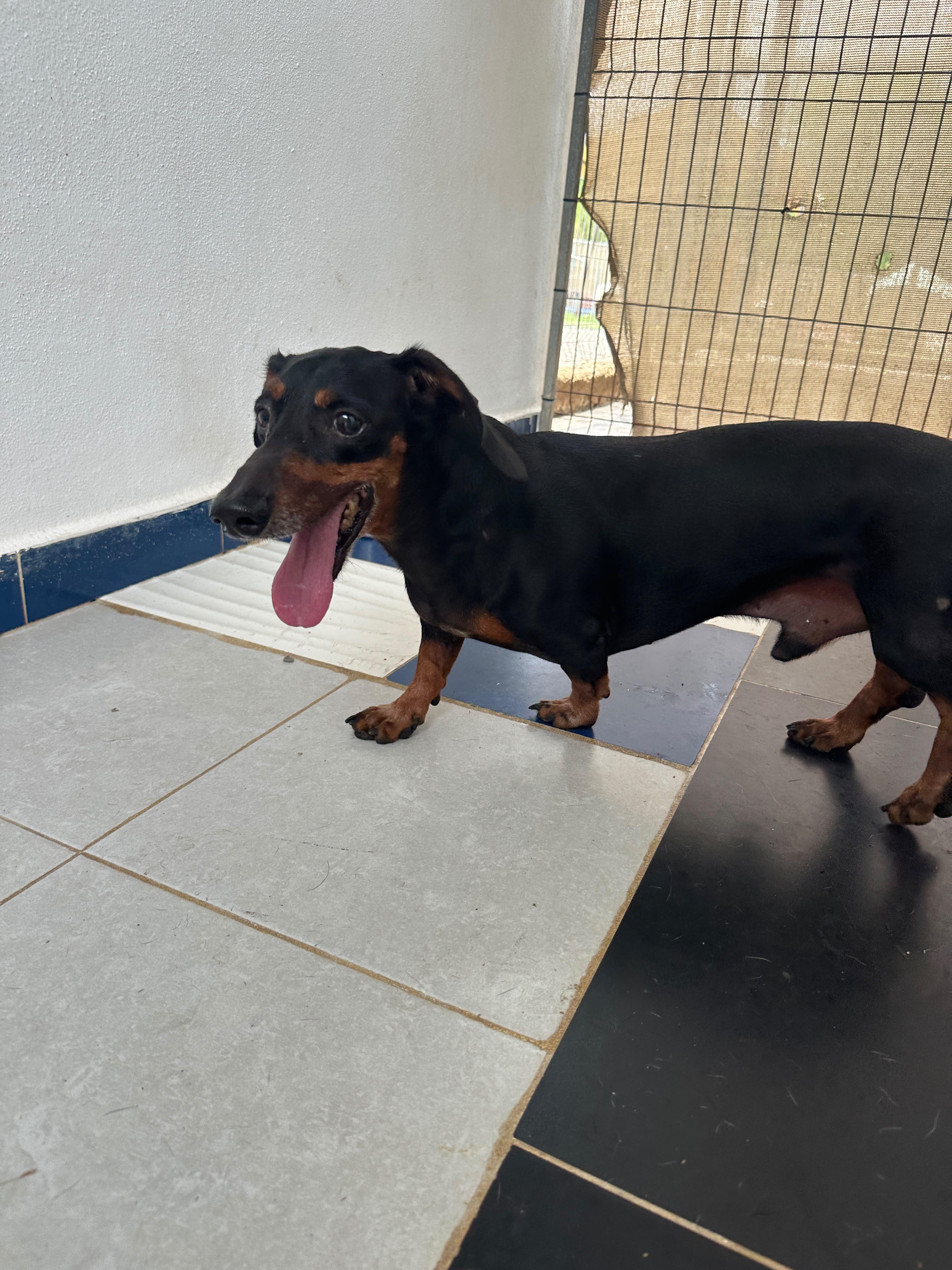 Enlarge Slinky, a Adopted mixed breed in Seattle, WA image 4/6