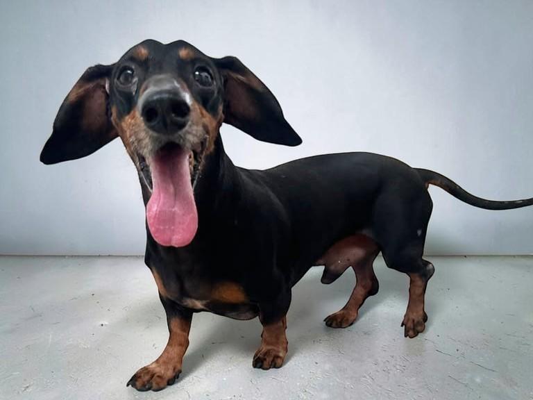 Enlarge Slinky, a Adopted mixed breed in Seattle, WA image 2/6