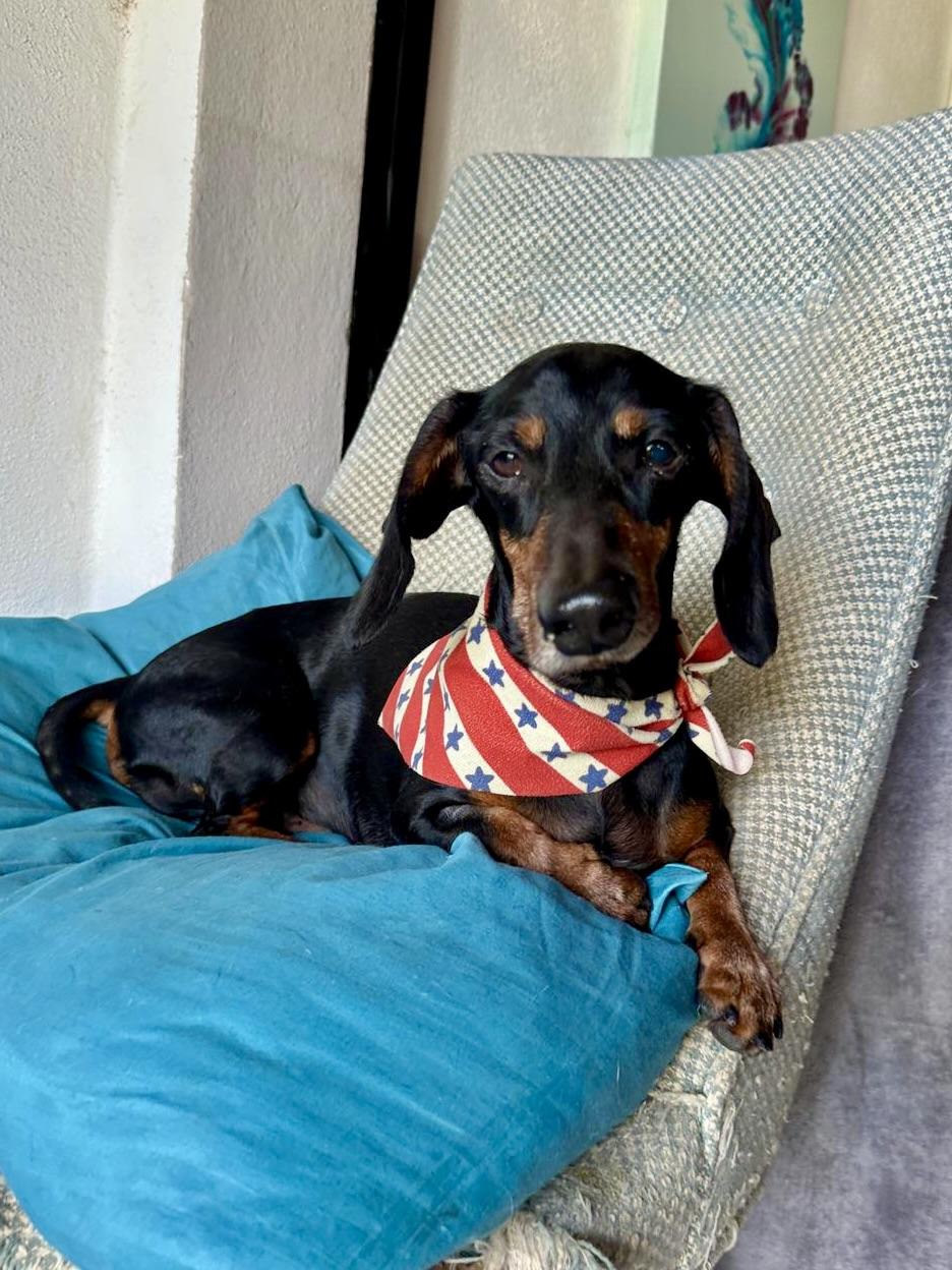 Slinky, Adopted, Adult Male Dachshund.
