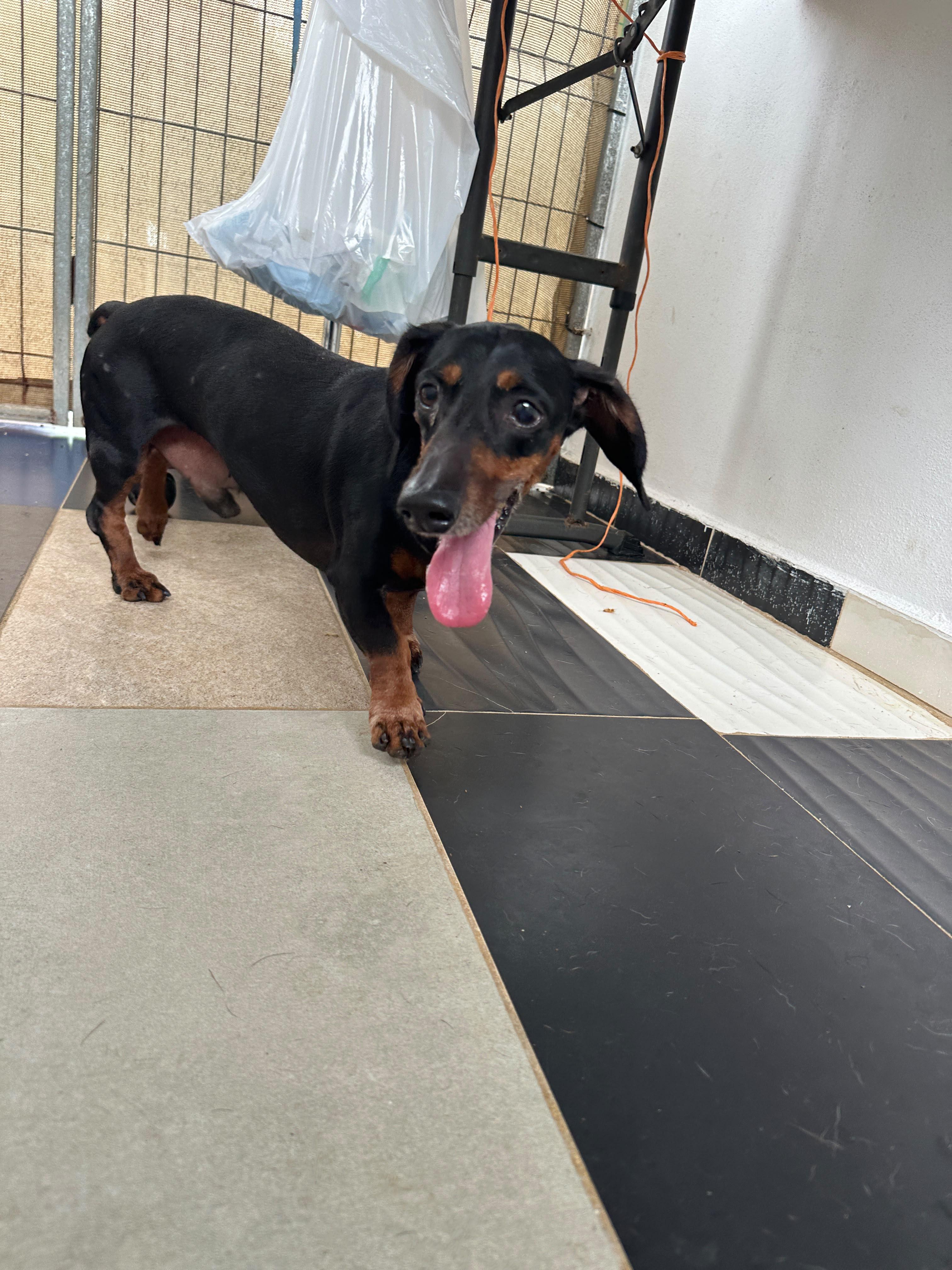 Enlarge Slinky, a Adopted mixed breed in Seattle, WA image 6/6