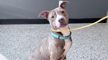 Stewart Little — thumbnail 2