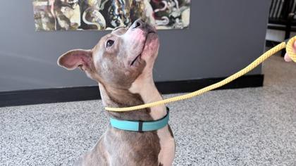 Stewart Little — thumbnail 3