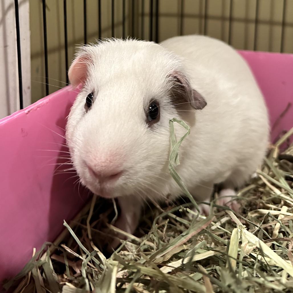 Enlarge Toodles (bonded with Nibbs), a Adoptable Guinea Pig in Decatur, GA image 1/1
