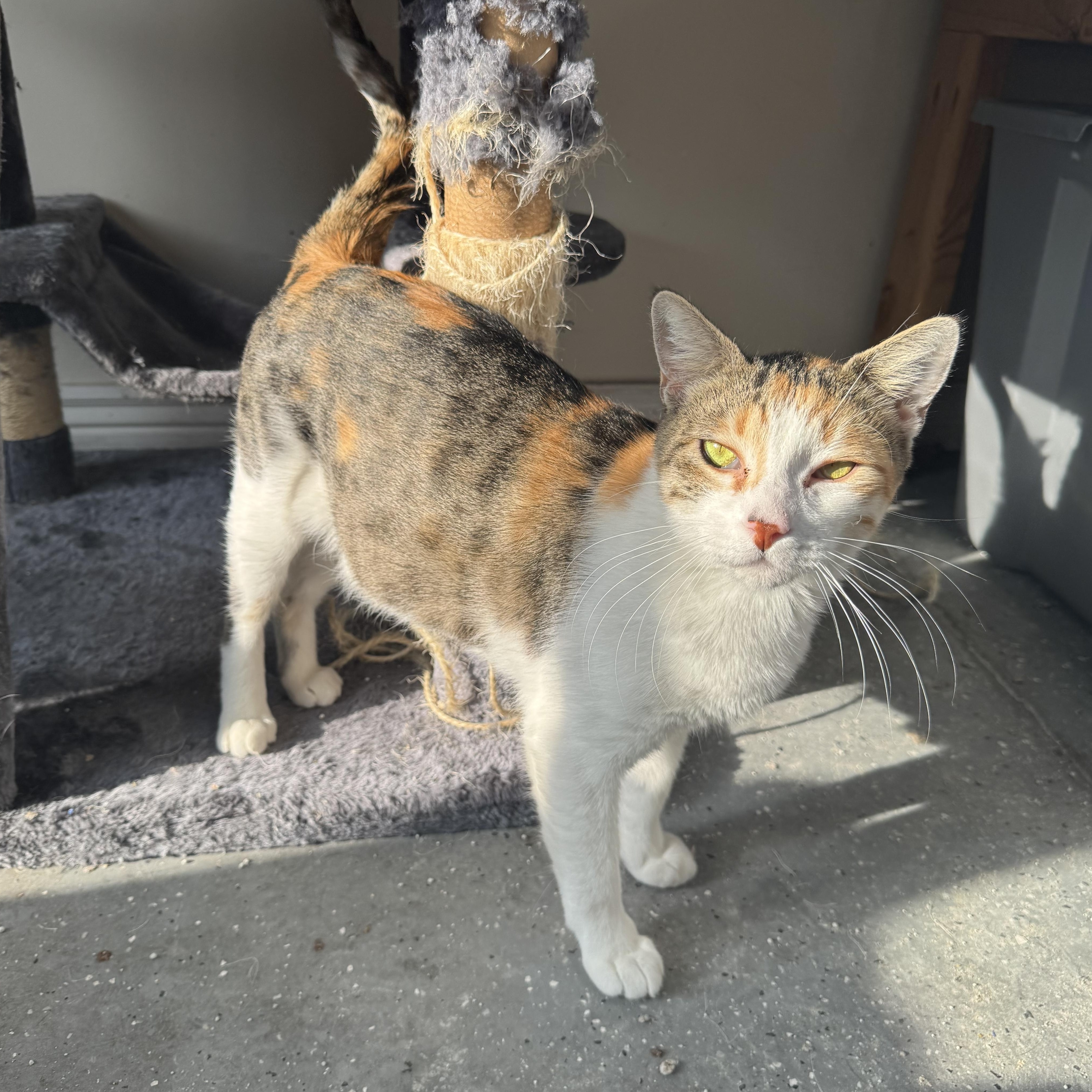 Mama Marinara, Adoptable, Adult Female Calico & Domestic Short Hair.