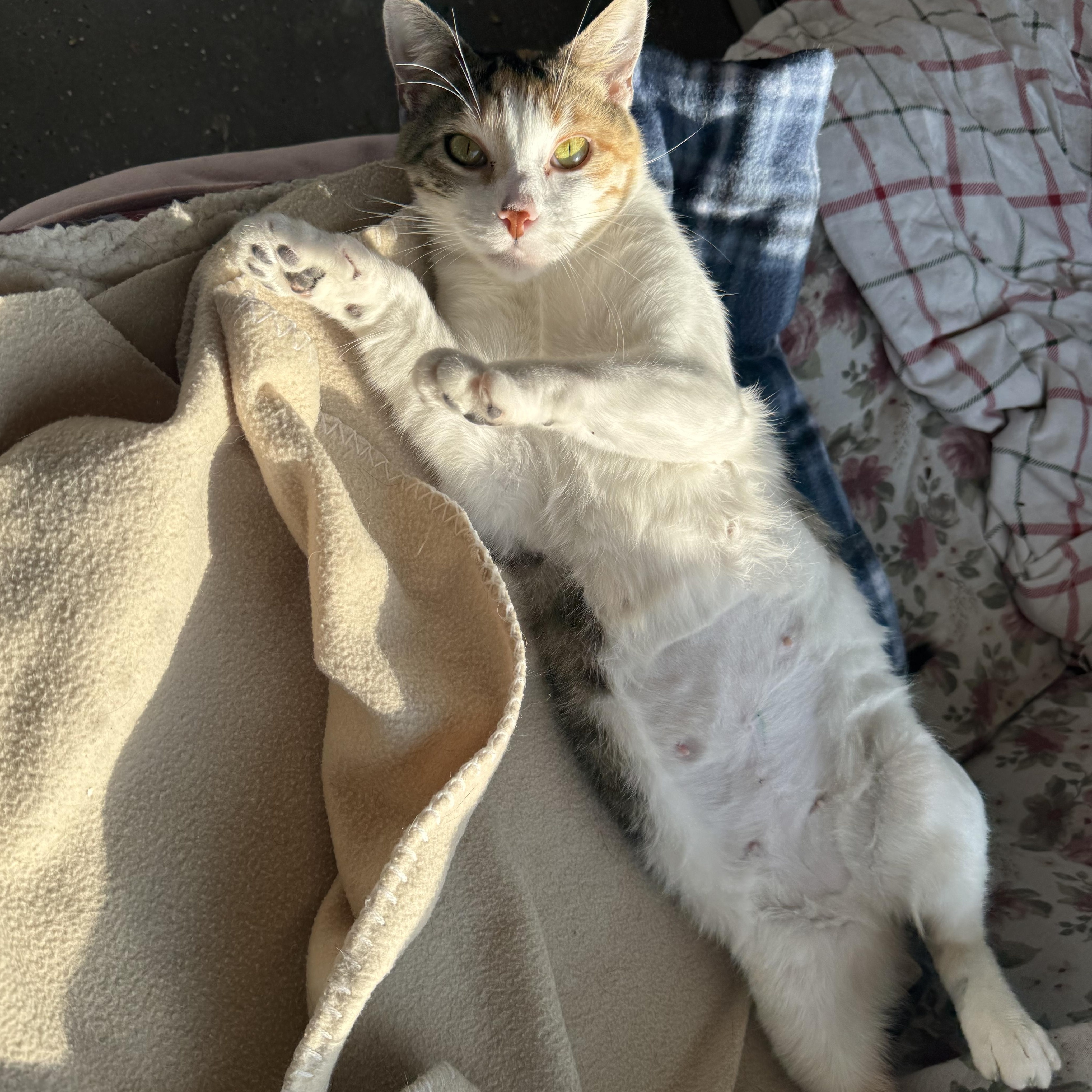 Mama Marinara, a Adoptable mixed breed in Midvale, UT image 4/4